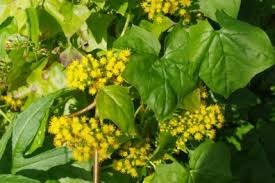 Image result for Delairea odorata