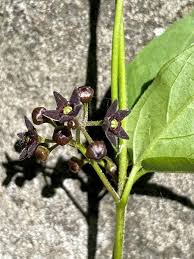 Image result for Vincetoxicum afrum