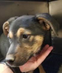 Small Dog Breeds With Black And Brown Fur Animal Id 38289995 Species Dog Breed German Shepherd Mix Age 2 Months Urgent El Paso Gender Female Size Small Color Black Dogs Dog Breeds German Shepherd Mix