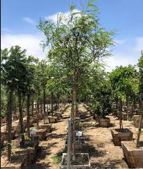 Image result for Tipuana