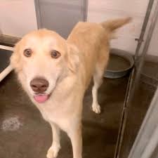 Troy's ashes and a wee shrine to my best pal... let me see your golden  shrines
