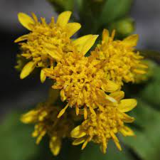 Solidago Goldenrod A To Z Flowers