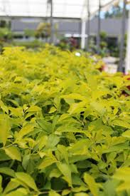 Image result for Duranta erecta