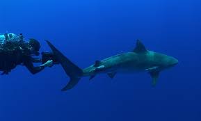 Andy Is Now The Longest Tracked Tiger Shark Bernews