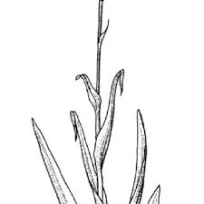 Image result for Habenaria macrotidion