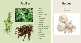 In general use, herbs are a widely distributed and widespread group of plants, excluding vegetables and other plants consumed for macronutrients, with savory or aromatic properties that are used for flavoring and garnishing food, for medicinal purposes, or for fragrances. Spices And Aromatic Herbs What Benefits For Our Health Encyclopedia Of The Environment