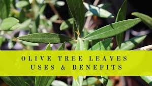 Here is detailed health and nutrition information on olives. Olive Tree Leaves Uses Benefits Oliviada