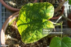 Image result for Chasmanthera