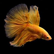Pineapple is a form of yellow where there is darker definition around. Live Betta Fish Super Yellow Ohm Sy49 From Thailand Live Aquarium Fish Aquarium Fish For Sale Fish