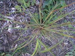 Image result for Leptochloa fusca
