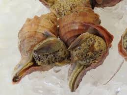 つぶ 貝 種類 画像