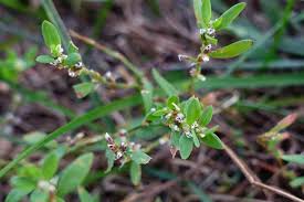Image result for Polygonum aviculare