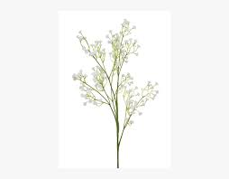 gypsophila baby s breath plant hd png download kindpng breath plant hd png download