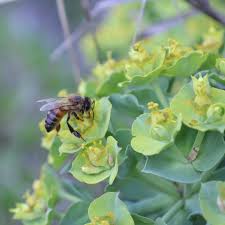 Image result for Euphorbia glanduligera