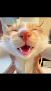 Lani Harmon (chameleongryl)