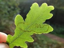 Image result for Stigmella basiguttella