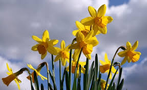 Fiori gialli piccoli simili ai narcisi / narciso coltivazione : Narciso Coltivazione E Curiosita Del Narcissus Pianta Dai Bellissimi Fiori