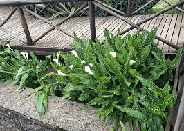 Image result for Zantedeschia albomaculata