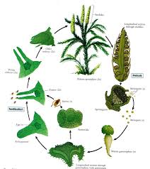 Image result for Lycopodium