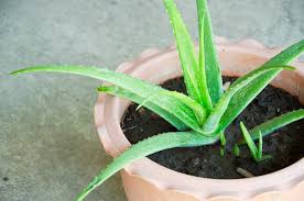 Image result for Aloe wollastonii