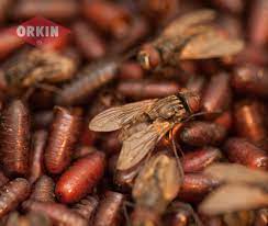 Where does a fruit fly lay its eggs? Where Do Flies Lay Their Eggs Fly Egg Laying Facts