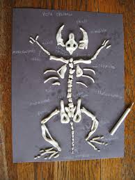 How To Make A Skeleton Model Out Of Clay Almost Unschoolers Sculpey Clay Vole Skeletons Owl Pellet Follow Up Owl Pellets Sculpey Clay Owl