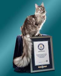 Maine coon cats are moderately active. 5 Fun Facts About Maine Coon Cats Cole Marmalade