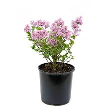 Meet the miss kim lilac bush (syringa pubescens subsp. Garden Elements 7 5l Miss Kim Dwarf Japanese Lilac Syringa Flowering Shrub The Home Depot Canada