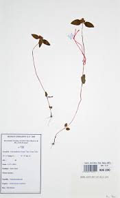 Image result for Antherotoma naudinii