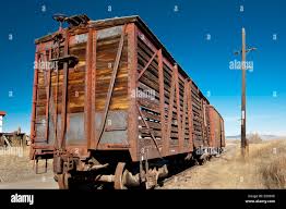 Image result for cattle cars