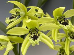 Image result for Celosia pandurata