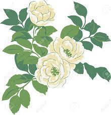 Shanon field, flowers in design. Flowers White Roses With Green Leaves Natural Pattern To Design Royalty Free Cliparts Vectors And Stock Illustration Image 10990682