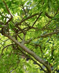 Image result for Millettia