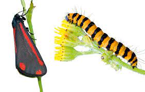 More images for yellow black and white caterpillar uk » Guide To Common Caterpillars Country Life
