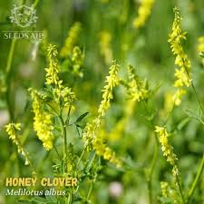 Image result for Melilotus albus