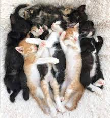 Cuteness Overload Cute Cats Baby Cats Gorgeous Cats