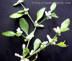 Image result for Nothosaerva