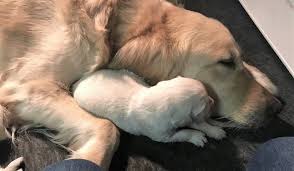 See more of swansun golden retriever puppies on facebook. Golden Retriever Puppies For Sale In Tn Tristar Goldens Retriever Puppy Golden Puppies Puppies