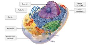 Plant cell components, the highlights. A P Chapter 3 Cells The Living Units Flashcards Easy Notecards