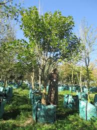 Image result for Erythrina lysistemon