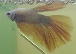See more of dragon betta aquarists on facebook. Kianmeng Org Betta Spawn Log Bsl20180313 Hm Yellow Dragon M X Hmpk Marble S