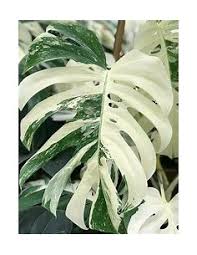 Image result for Selago albomarginata