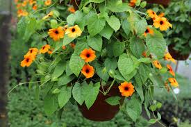 Image result for Thunbergia alata