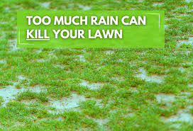 Thus watering late evening could be a death sentence to your lawn. Too Much Water Can Kill Your Lawn Experigreen