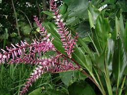 Distribusi flora dan fauna dapat dipengaruhi oleh beberapa faktor. Flora Identitas Kota Dan Kabupaten Di Jawa Timur Alamendah S Blog