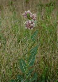 Image result for Asclepias graminifolia