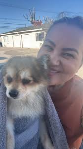 Found flea infested dog in Kyle, Texas, needs owner