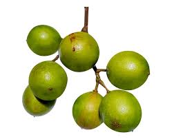 Image result for Melicoccus