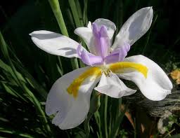 Image result for Iridaceae