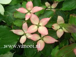 Blooms are small but profuse; Picture And Description Of Cornus Kousa Pink Dwarf